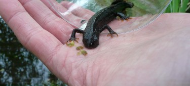 newt in hand6