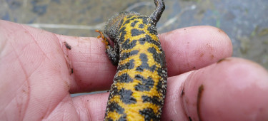 great crested newt survey