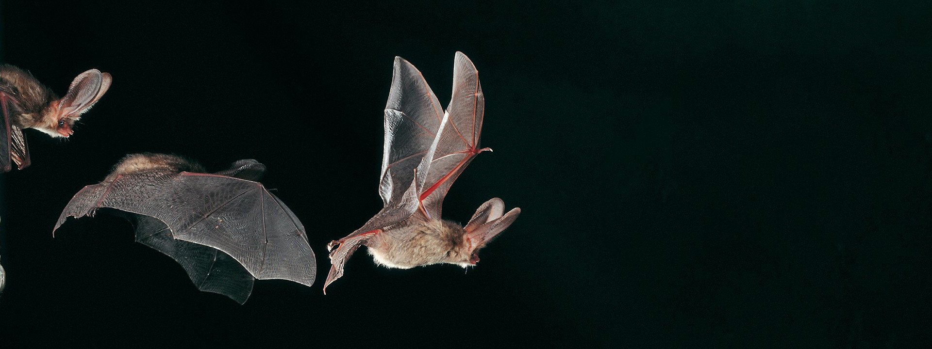 Bats in flight during bat survey