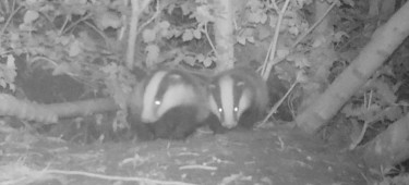 badger cubs2000x1000