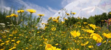 dreamstime l 4072094 summer meadow no watermarks