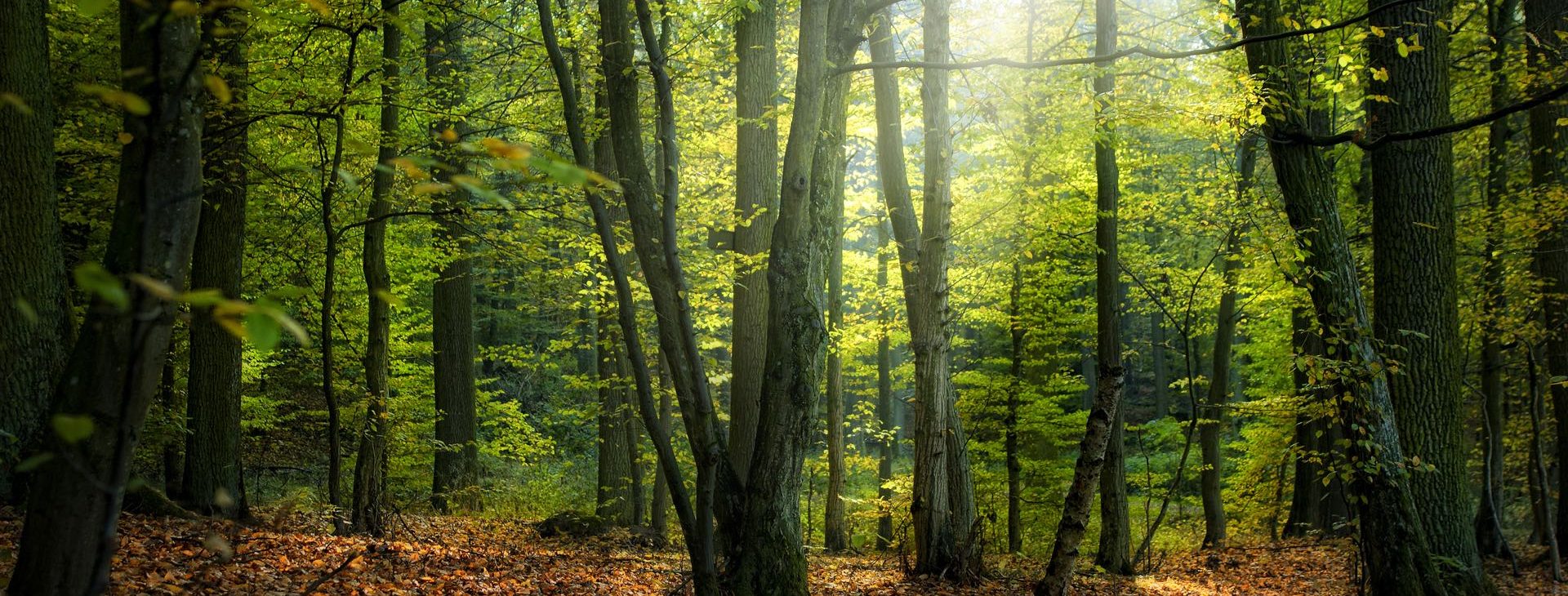 ARBORICULTURE