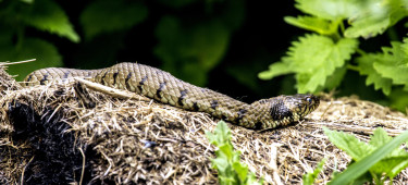 Grass snake Natrix natrix © Bradley Weller