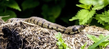 grass snake BradleyWeller200x900