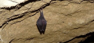 Lesser horseshoe bat spotted during hibernation survey at the Box Mines Site of Special Importance (SSSI)